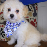 Pexcy Maltipoo 03