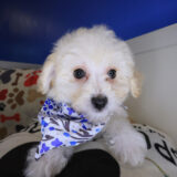 Pexcy Maltipoo 04