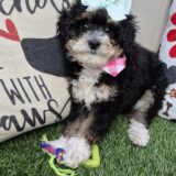 Phaedra Bernedoodle 01