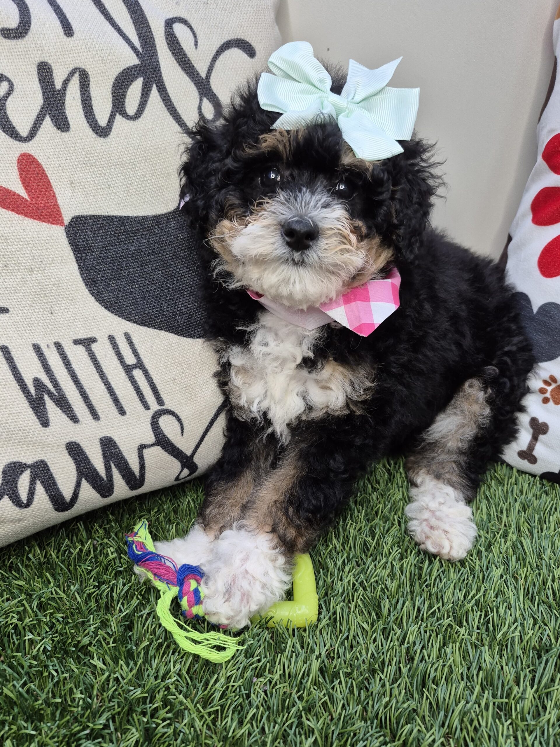 Phaedra Bernedoodle 01