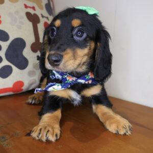 Pip Dachshund 01 Pip Dachshund 01