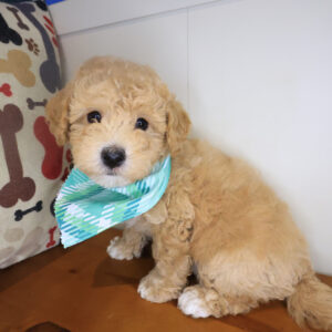 Pippin Poodle 01 Pippin Poodle 01