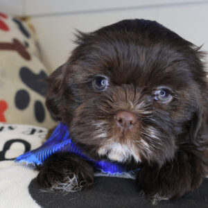 Pogo Shih Tzu 01 Pogo Shih Tzu 01