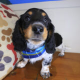 Quibble Dachshund 03