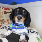 Quibble Dachshund 04