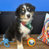 Ragnar Australian Shepherd 01