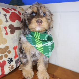 Rambo Cockapoo 01 Rambo Cockapoo 01