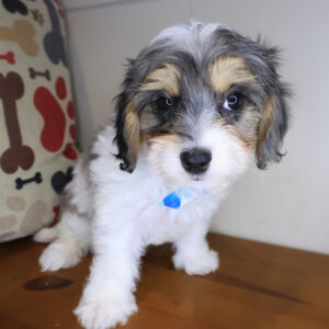 Raphael Cavachon 01 Raphael Cavachon 01