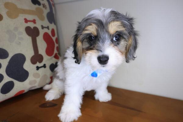 Raphael Cavachon 01