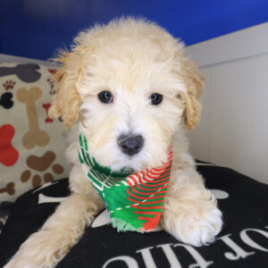 Rascal Poodle 01 Rascal Poodle 01