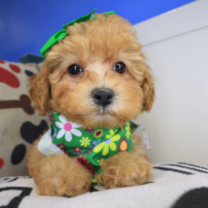 Raspberry Poodle 01 Raspberry Poodle 01