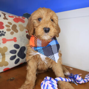 Reed Goldendoodle 01 Reed Goldendoodle 01