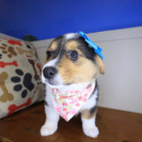 Remilynn Pembroke Welsh Corgi 01