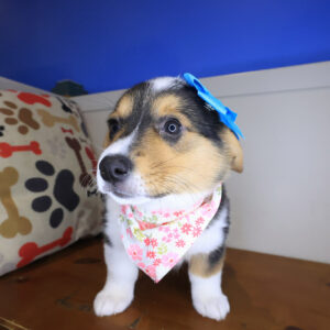 Remilynn Pembroke Welsh Corgi 01 Remilynn Pembroke Welsh Corgi 01