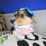 Remilynn Pembroke Welsh Corgi 02