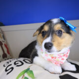 Remilynn Pembroke Welsh Corgi 04