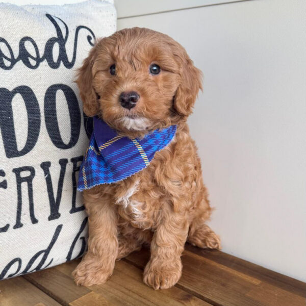 Ridge Goldendoodle 01