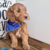 Ridge Goldendoodle 04