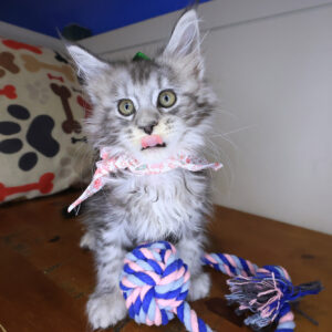 Rihanna Maine Coon 01 Rihanna Maine Coon 01