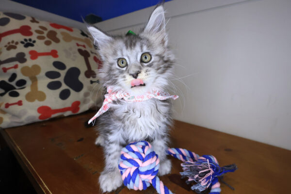 Rihanna Maine Coon 01