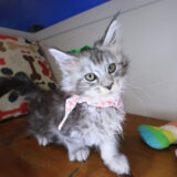 Rihanna Maine Coon 02