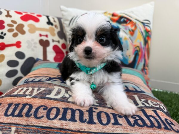 Riven Aussiedoodle 01