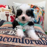 Riven Aussiedoodle 03