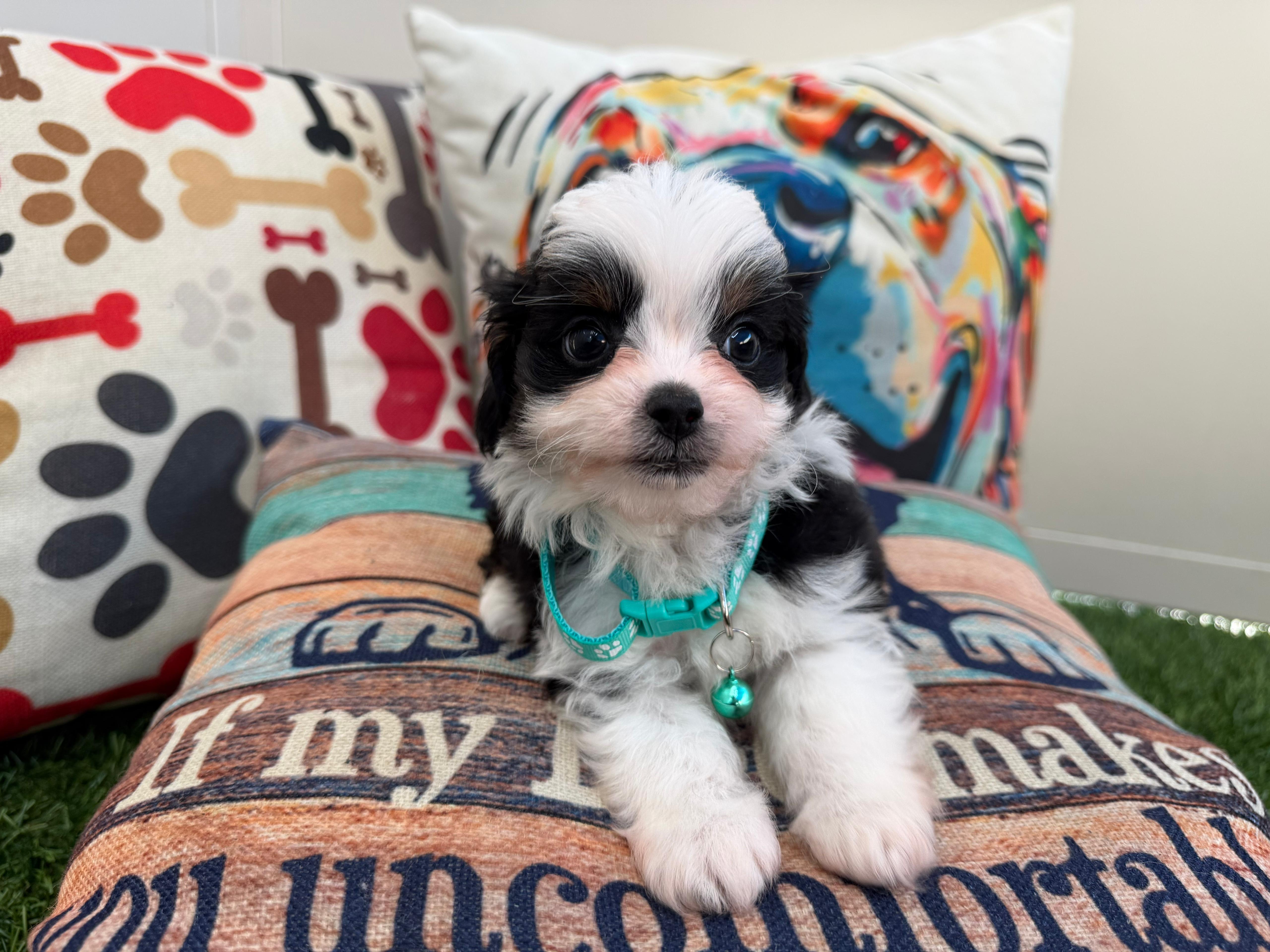 Riven Aussiedoodle 04