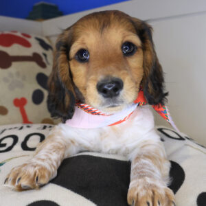 Riven Dachshund 01 Riven Dachshund 01