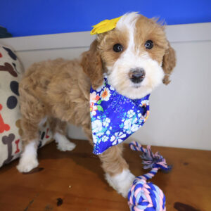 Ronda Bernedoodle 01 Ronda Bernedoodle 01