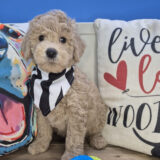 Roux Goldendoodle 01