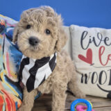 Roux Goldendoodle 02