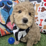 Roux Goldendoodle 03