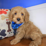 Sallie Goldendoodle 01
