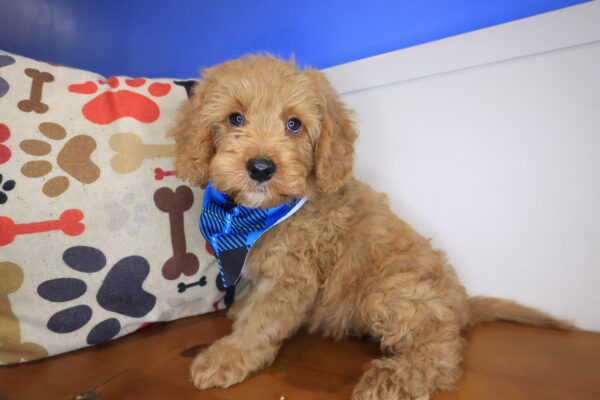 Sallie Goldendoodle 01