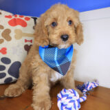 Sallie Goldendoodle 02