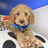 Sallie Goldendoodle 03