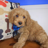 Sallie Goldendoodle 04