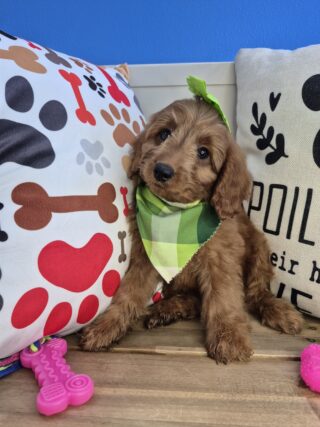 Sarai Goldendoodle 01