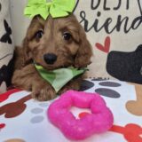 Sarai Goldendoodle 02