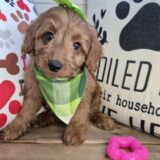 Sarai Goldendoodle 03