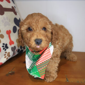 Schnitzel Poodle 01 Schnitzel Poodle 01