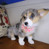 Sheena Pembroke Welsh Corgi 01