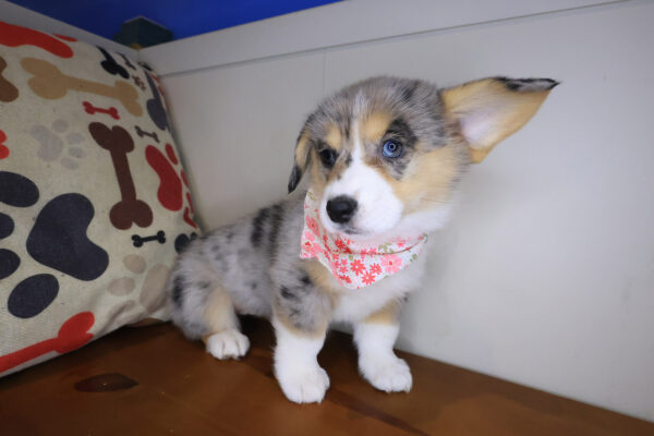 Sheena Pembroke Welsh Corgi 01