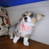 Sheena Pembroke Welsh Corgi 04