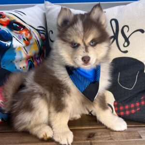 Sierra Pomsky 01 Sierra Pomsky 01