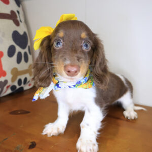 Skylar Dachshund 01 Skylar Dachshund 01