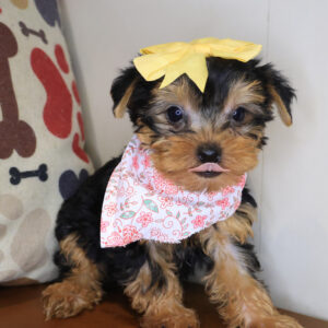 Spruce Yorkshire Terrier 01 Spruce Yorkshire Terrier 01