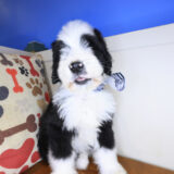 Squirt Bernedoodle 01