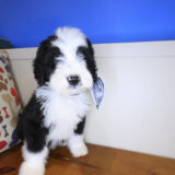 Squirt Bernedoodle 03